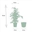 Ficus benjamina Danielle Zimmerpflanze 95 cm Topfmaß 21 cm
