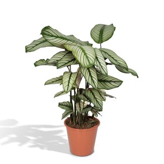 Koning Bamboe Calathea Whitestar Korbmarante Zimmerpflanze 50 cm