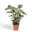 Calathea Whitestar Pauwenplant kamerplant 50 cm potmaat 19 cm