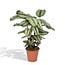 Calathea Whitestar Peacock plant houseplant 50 cm pot size 19 cm