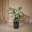 Calathea Whitestar Peacock plant houseplant 50 cm pot size 19 cm