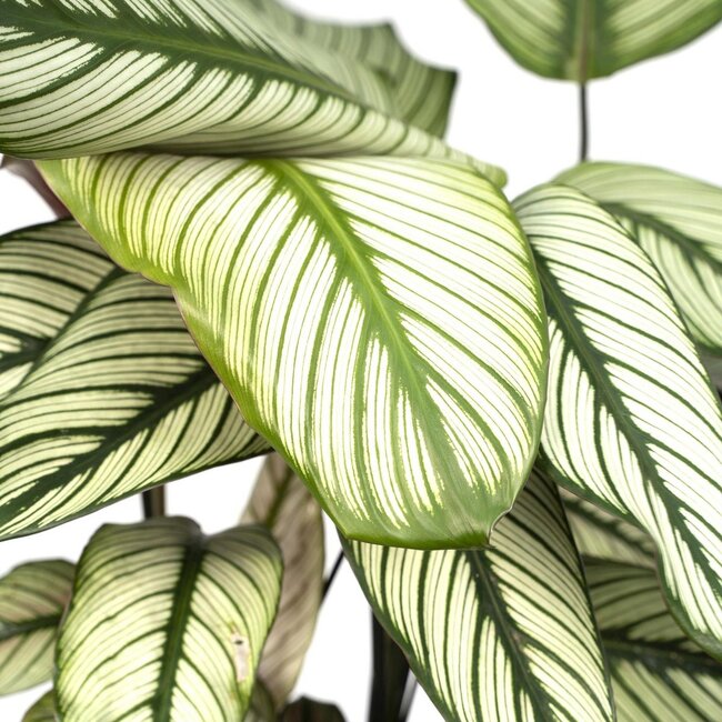Calathea Whitestar Peacock plant houseplant 50 cm pot size 19 cm