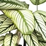 Calathea Whitestar Pauwenplant kamerplant 50 cm potmaat 19 cm