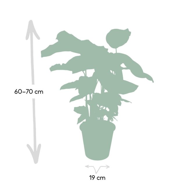 Calathea Whitestar Pauwenplant kamerplant 50 cm potmaat 19 cm