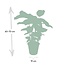 Calathea Whitestar Pauwenplant kamerplant 50 cm potmaat 19 cm