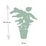 Calathea Whitestar Peacock plant houseplant 50 cm pot size 19 cm