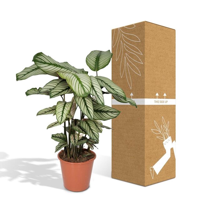 Calathea Whitestar Peacock plant houseplant 50 cm pot size 19 cm