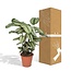 Calathea Whitestar Korbmarante Zimmerpflanze 50 cm Topfmaß 19 cm