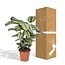 Calathea Whitestar Peacock plant houseplant 50 cm pot size 19 cm