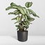 Calathea Whitestar Korbmarante Zimmerpflanze 50 cm Topfmaß 19 cm