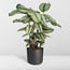 Calathea Whitestar Peacock plant houseplant 50 cm pot size 19 cm