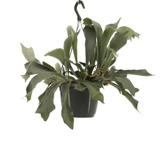 Koning Bamboe Platycerium Bifurcatum houseplant 30 cm