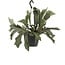 Platycerium Bifurcatum kamerplant 30 cm potmaat 17 cm