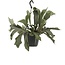 Platycerium Bifurcatum kamerplant 30 cm potmaat 17 cm