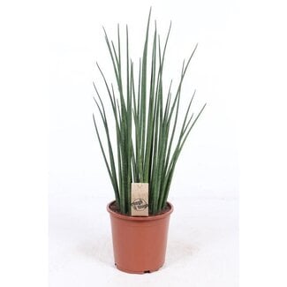 Koning Bamboe Sansevieria Mikado houseplant 70 cm
