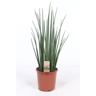 Koning Bamboe Sansevieria Mikado Zimmerpflanze 70 cm