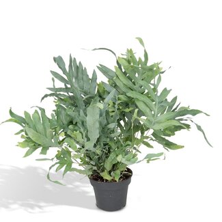 Koning Bamboe Phlebodium Aureum Blue Star kamerplant 50 cm