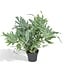 Phlebodium Aureum Blue Star houseplant 50 cm pot size 17 cm