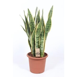 Koning Bamboe Sansevieria Trifasciata Laurentii kamerplant 85 cm