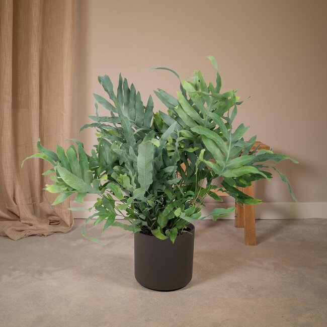 Phlebodium Aureum Blue Star Zimmerpflanze 50 cm Topfmaß 17 cm