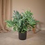 Phlebodium Aureum Blue Star houseplant 50 cm pot size 17 cm