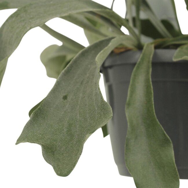 Platycerium Bifurcatum houseplant 30 cm pot size 17 cm