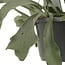 Platycerium Bifurcatum houseplant 30 cm pot size 17 cm