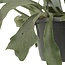 Platycerium Bifurcatum kamerplant 30 cm potmaat 17 cm