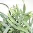 Phlebodium Aureum Blue Star houseplant 50 cm pot size 17 cm