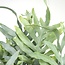 Phlebodium Aureum Blue Star kamerplant 50 cm potmaat 17 cm