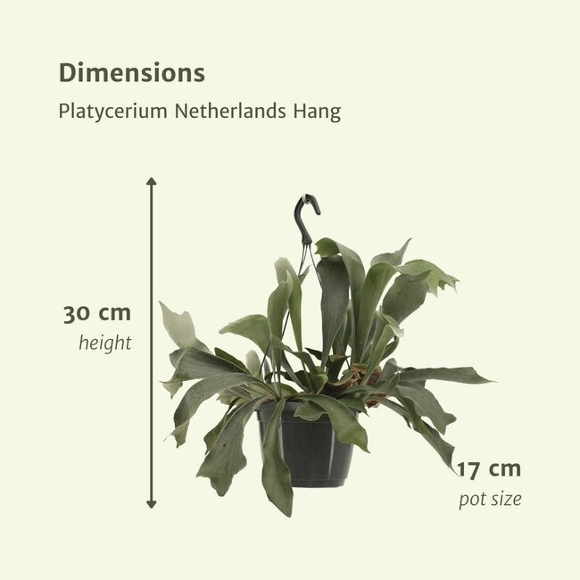 Platycerium Bifurcatum houseplant 30 cm pot size 17 cm