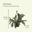 Platycerium Bifurcatum houseplant 30 cm pot size 17 cm