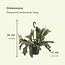 Platycerium Bifurcatum Zimmerpflanze 30 cm Topfmaß 17 cm