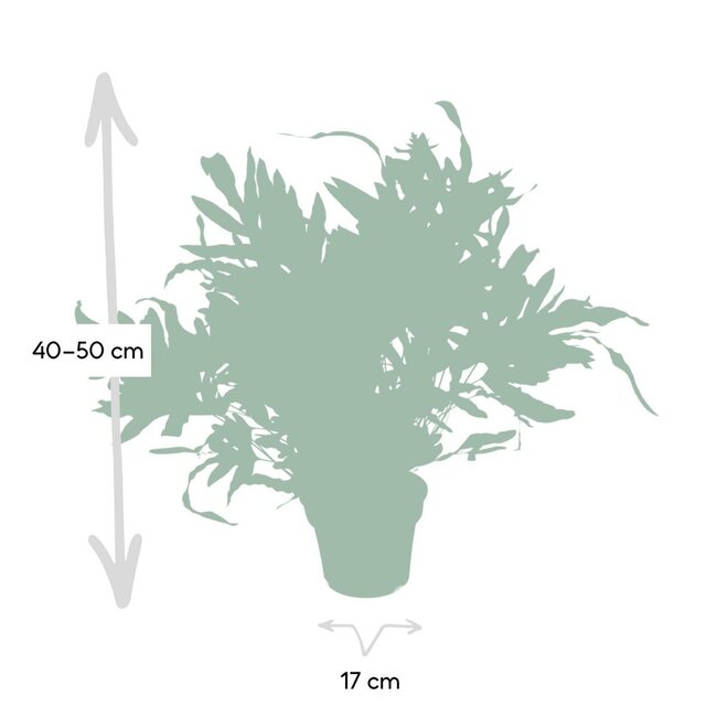 Phlebodium Aureum Blue Star kamerplant 50 cm potmaat 17 cm