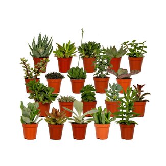 Koning Bamboe Succulent Mix plant set 20 plants 7 cm