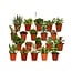 Succulent Mix plant set 20 plants 7 cm pot size 5.5 cm