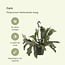 Platycerium Bifurcatum houseplant 30 cm pot size 17 cm