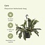 Platycerium Bifurcatum kamerplant 30 cm potmaat 17 cm