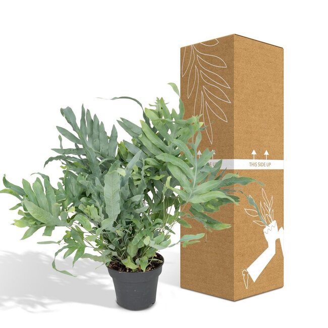 Phlebodium Aureum Blue Star Zimmerpflanze 50 cm Topfmaß 17 cm