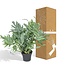 Phlebodium Aureum Blue Star kamerplant 50 cm potmaat 17 cm