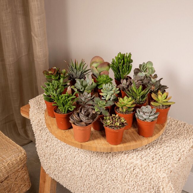 Succulent Mix plant set 20 plants 7 cm pot size 5.5 cm