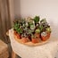Succulent Mix plant set 20 plants 7 cm pot size 5.5 cm