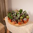 Succulent Mix plantenset 20 stuks 7 cm potmaat 5.5 cm