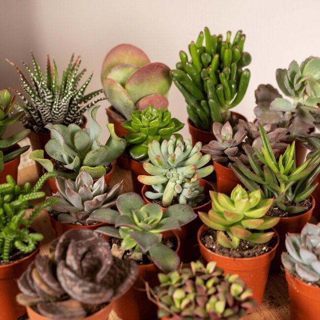 Succulent Mix Pflanzenset 20 Stück 7 cm Topfmaß 5.5 cm