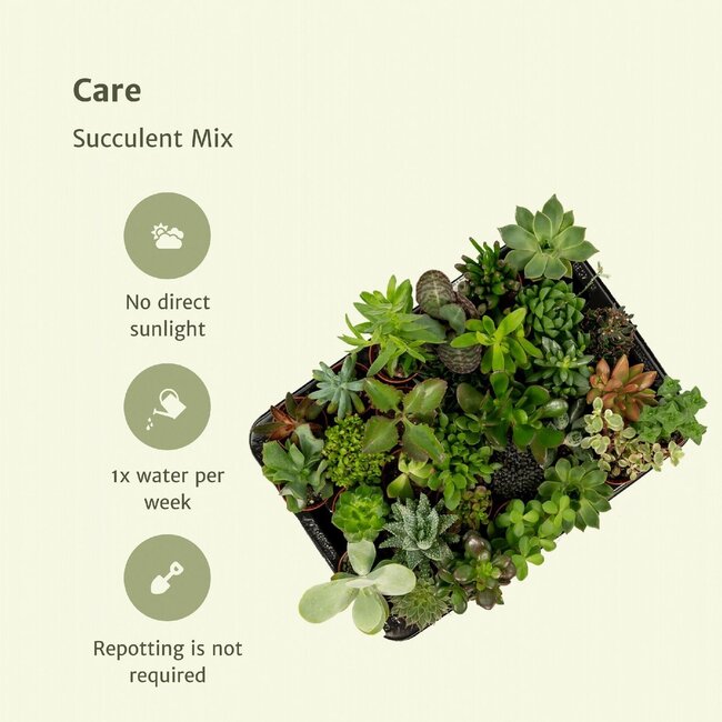Succulent Mix plantenset 20 stuks 7 cm potmaat 5.5 cm