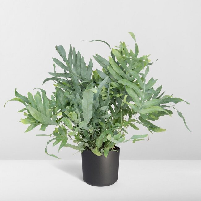 Phlebodium Aureum Blue Star Zimmerpflanze 50 cm Topfmaß 17 cm