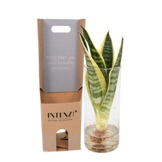 Koning Bamboe Sansevieria in glass cylinder houseplant 30 cm