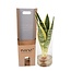 Sansevieria in glazen cilinder kamerplant 30 cm