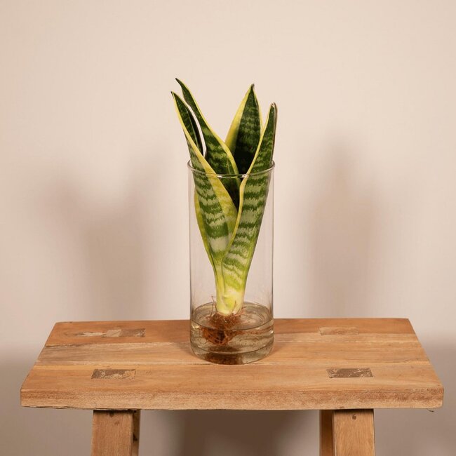 Sansevieria in glazen cilinder kamerplant 30 cm