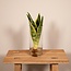 Sansevieria in glass cylinder houseplant 30 cm